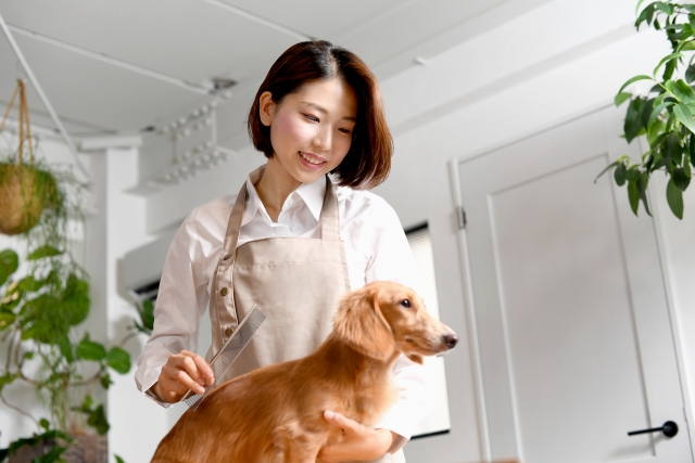 トリミングサロンで綺麗になったワンちゃんを水素でふさふさに