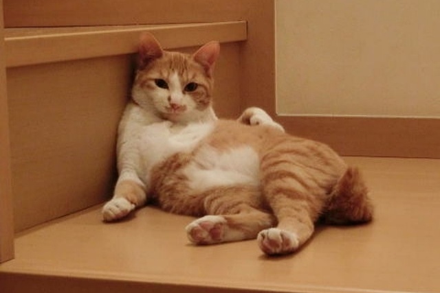 猫の健康を考える