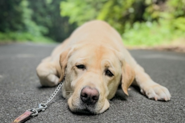 犬の健康を考える