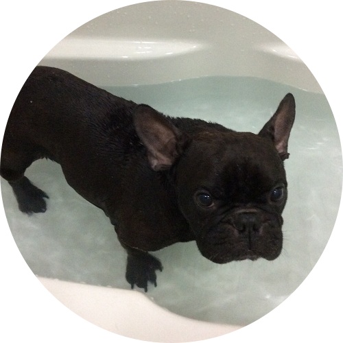 水素風呂に入るようになって皮膚疾患がすっかり綺麗になったワンちゃん