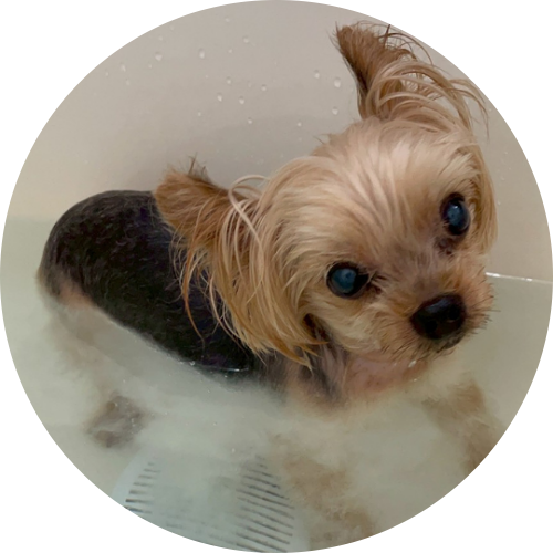 水素風呂を満喫中のイヴちゃん