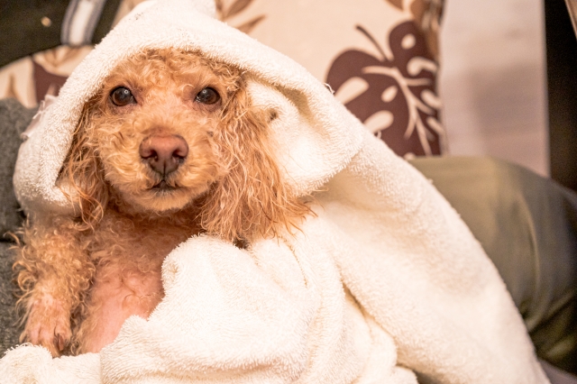 犬や猫などペットのケアに水素ミスト